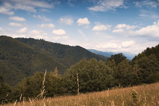 Arvores, Floresta, Montanhas, Panorama