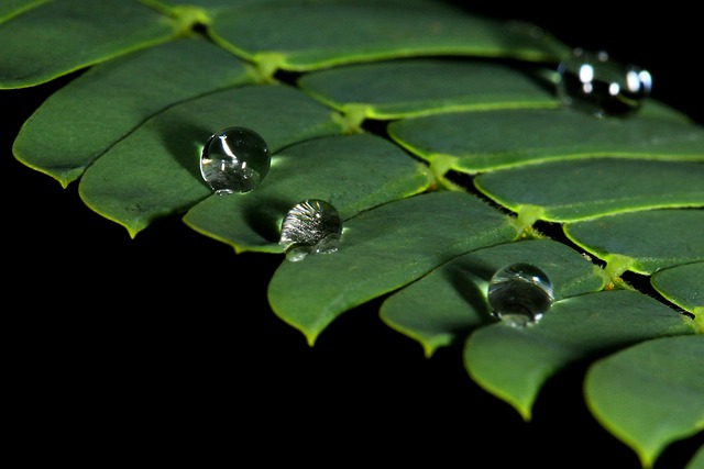 Free Mimosa Mimosa Leaves photo and picture