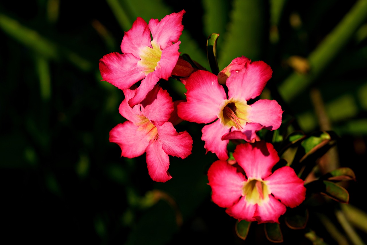 Adeniums Flores Cor De Rosa - Foto gratuita no Pixabay - Pixabay