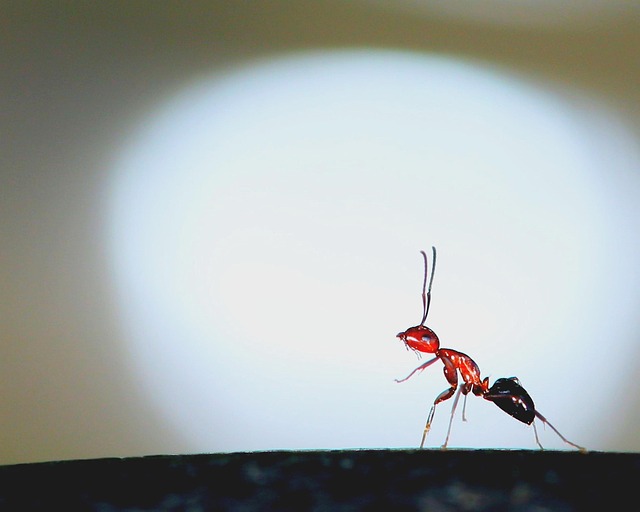 Free Ant Bug photo and picture