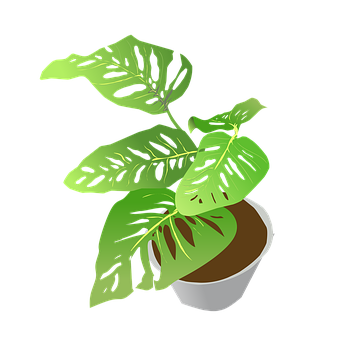 Free Potted Plant Foliage illustration and picture
