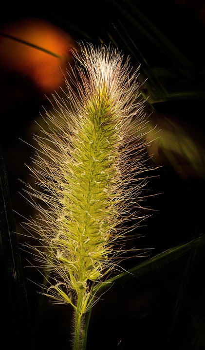 green-foxtail-7357643_960_720.jpg