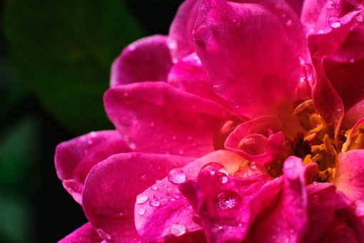 Blume, Pinke Blume, Blumen Hintergrund
