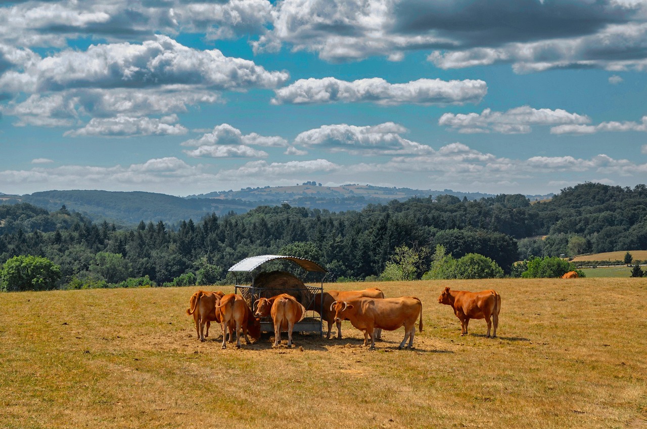 Cow - free online jigsaw puzzle photo