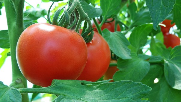 Tomaten, Gemüse, Lebensmittel, Gesund