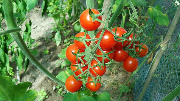 Tomaten, Gemüse, Küche, Obst