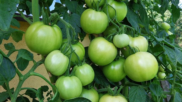 Tomaten, Gemüse, Obst, Lebensmittel