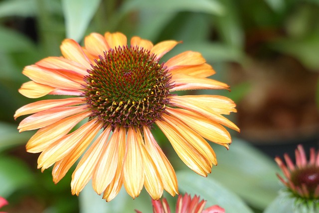 Conflower Flower Yellow - Free photo on Pixabay - Pixabay