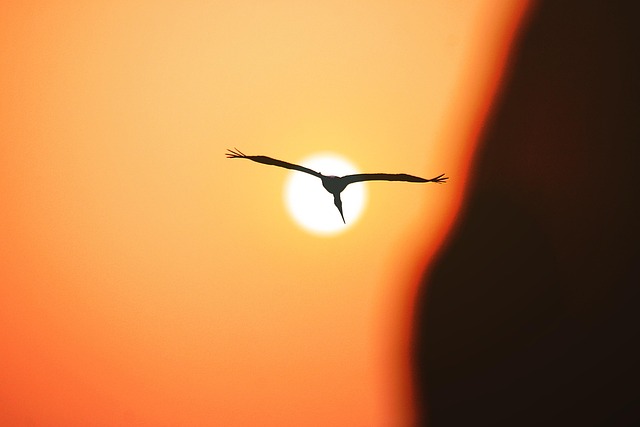 Pássaro, Pôr Do Sol, Animal, Natureza