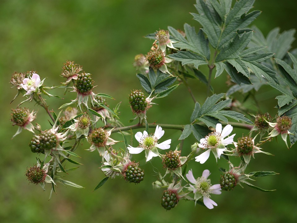 Blackberry Flowers Fruit Free photo on Pixabay Pixabay