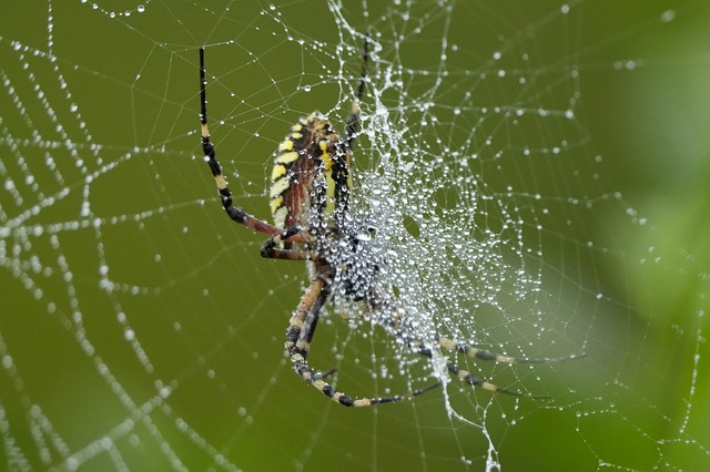 Free Spider Arachnid photo and picture