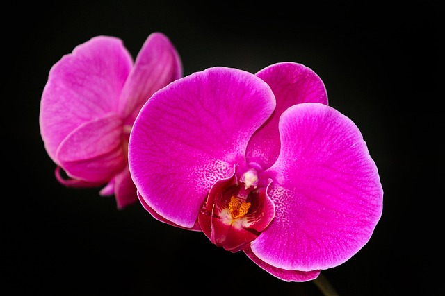 Free Orchids Flowers photo and picture