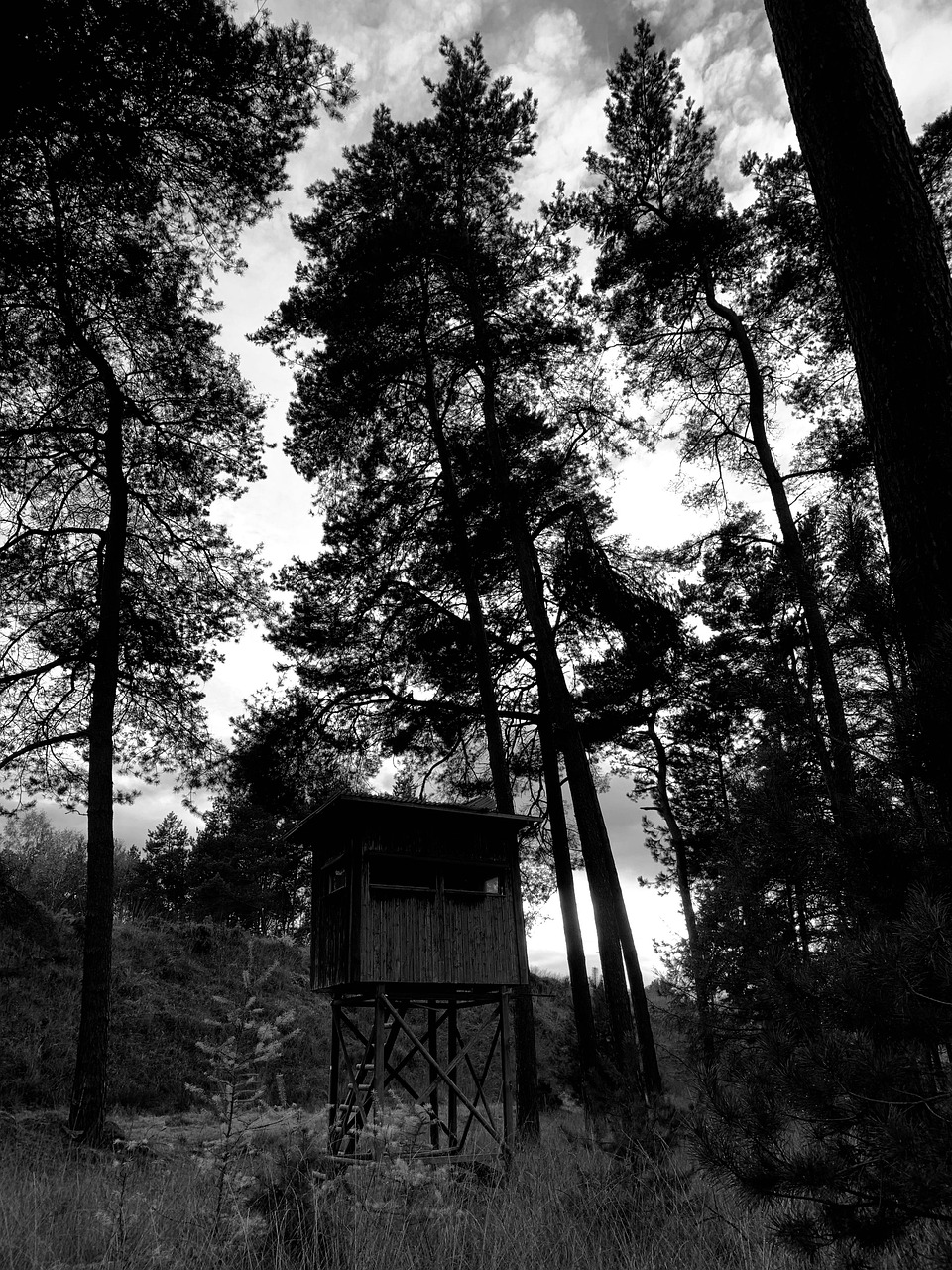 Black-And-White Forest Wilderness - Free photo on Pixabay - Pixabay