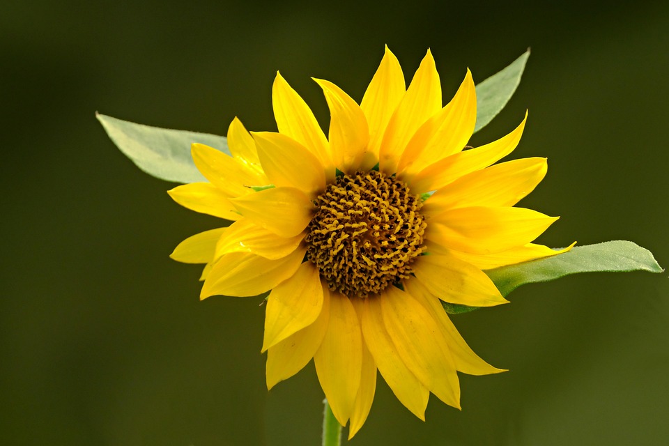 Sunflower Flower Yellow - Free photo on Pixabay - Pixabay