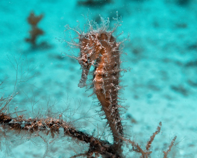 Free Ocean Sea photo and picture