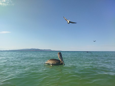 Free Pelican Bird photo and picture
