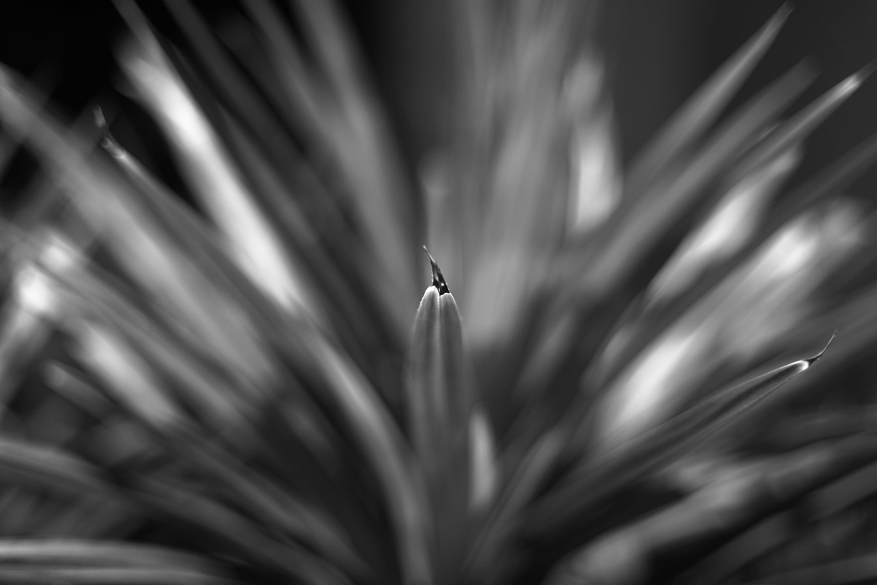 5+ Free Screwpine & Pandanus Images - Pixabay