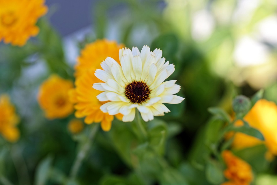 Bunga-Bunga Botani Bloom - Foto gratis di Pixabay - Pixabay