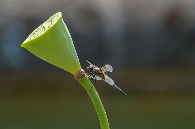 Free Dragon-Fly Insect photo and picture