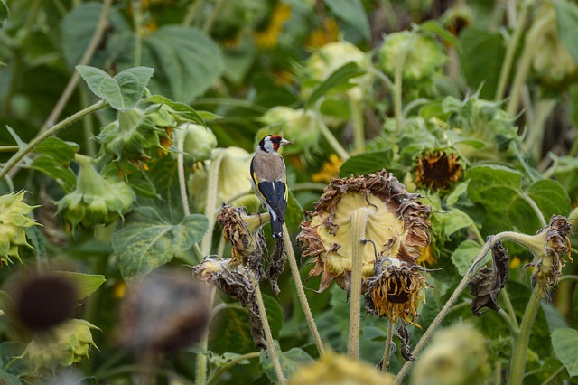 Free Flower Plants photo and picture