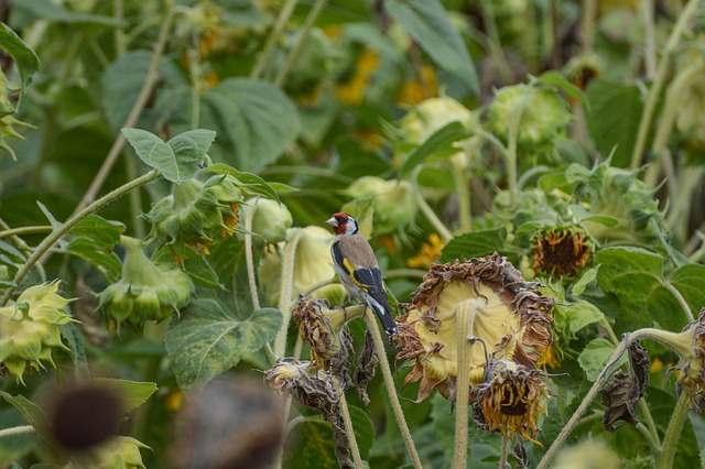 Free Bird Perched photo and picture