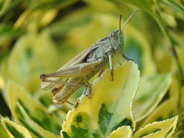 Heuschrecke, Insekt, Kricket, Natur