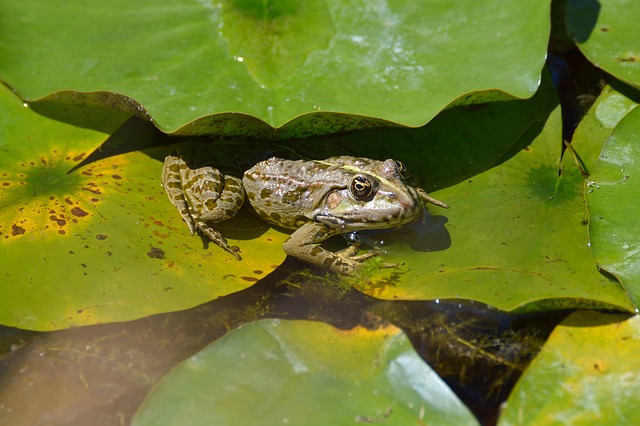 Free Frog Animal photo and picture