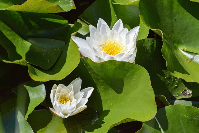 Free Nature Plant photo and picture
