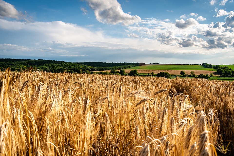 Agricultural Agriculture - Free photo on Pixabay - Pixabay