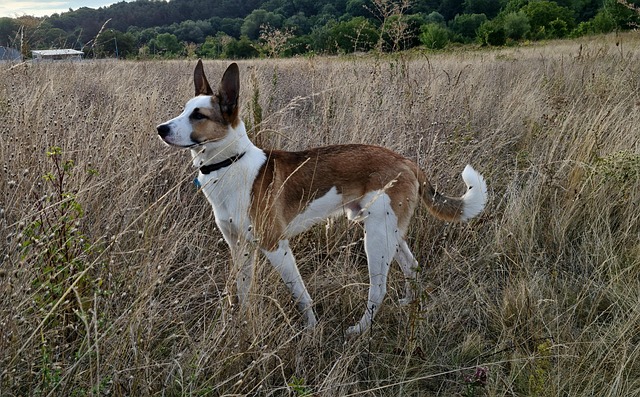 Hund, Herbst, Gras, Wiese, Haustier