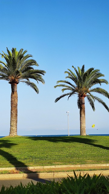 Free Palmier Plage photo and picture