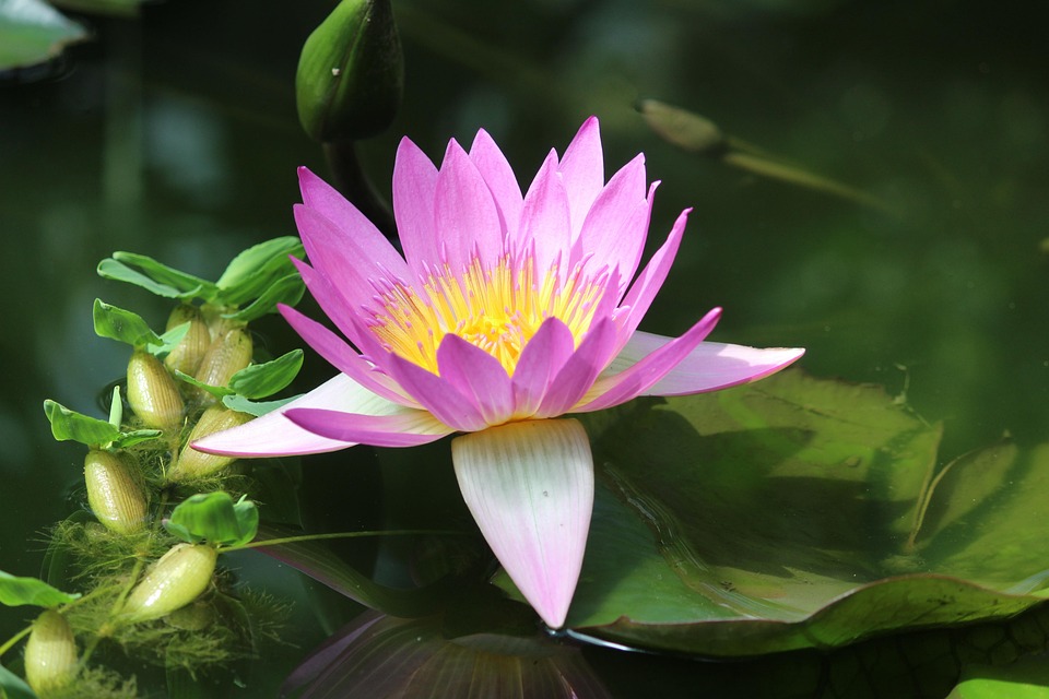 Floare Floră Crin - Fotografie gratuită pe Pixabay