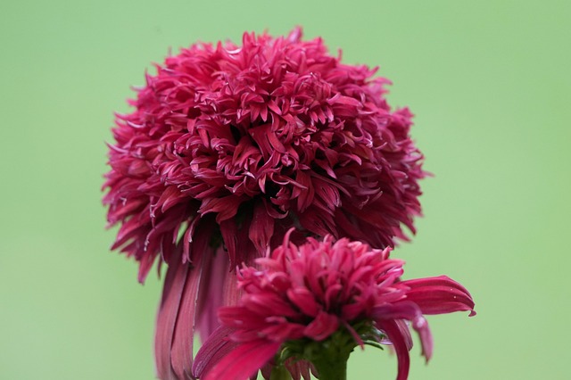 Free Closeup Flower photo and picture