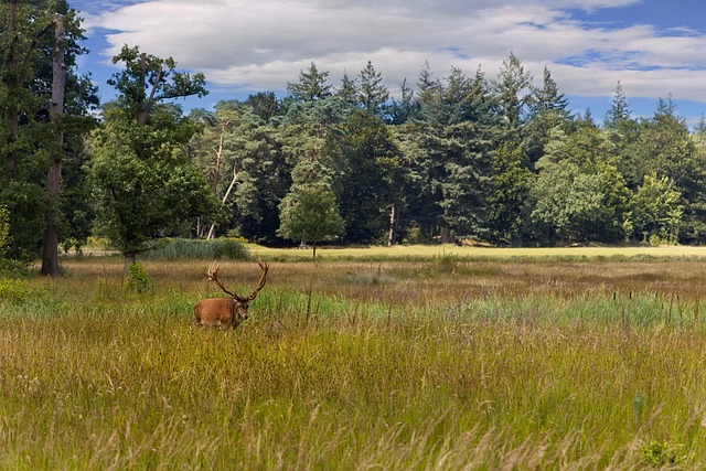 Free Red Deer Veluwe Veluwe photo and picture
