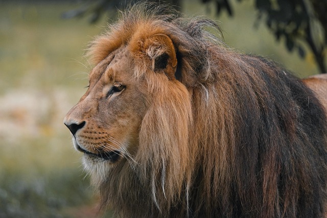 Free Lion Animal photo and picture