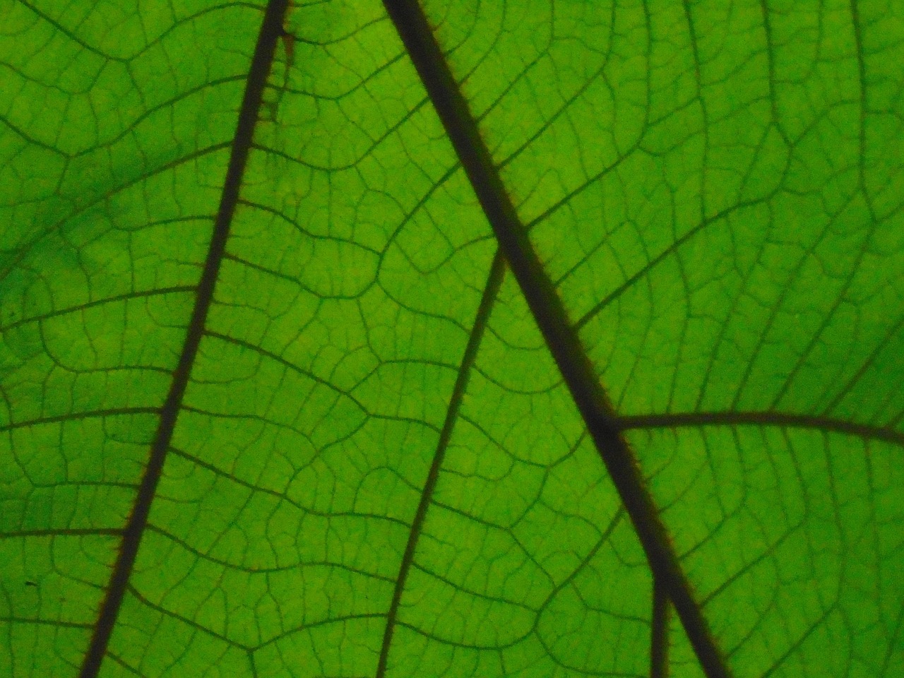 Feuille Partie De La Le - Photo gratuite sur Pixabay - Pixabay