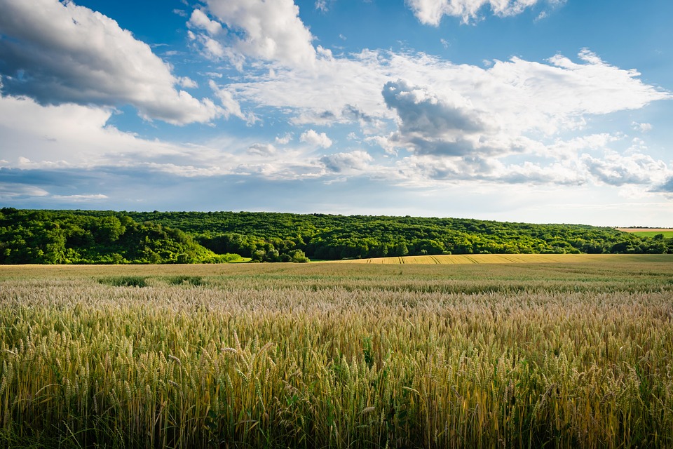 agricultural-7360277_960_720.jpg