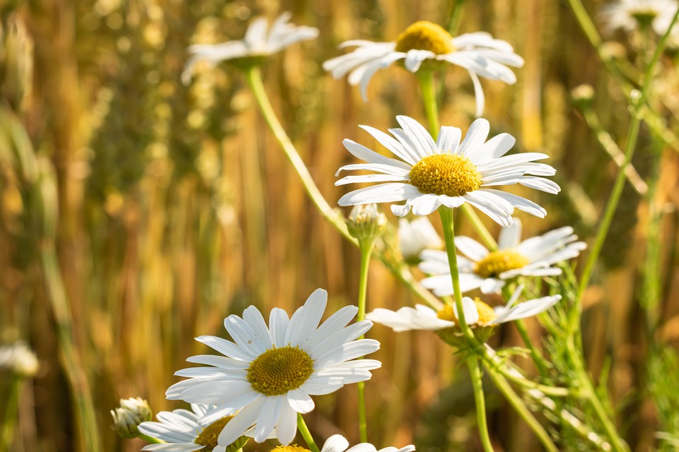 daisies-7360276_960_720.jpg