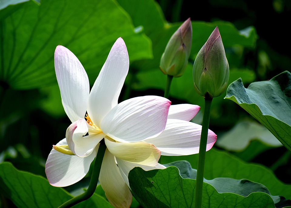 flowers-7360297_960_720.jpg
