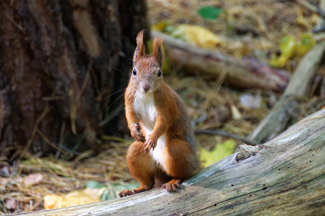 Eichh rnchen Im Wald Lizenzfreie Bilder FMHF