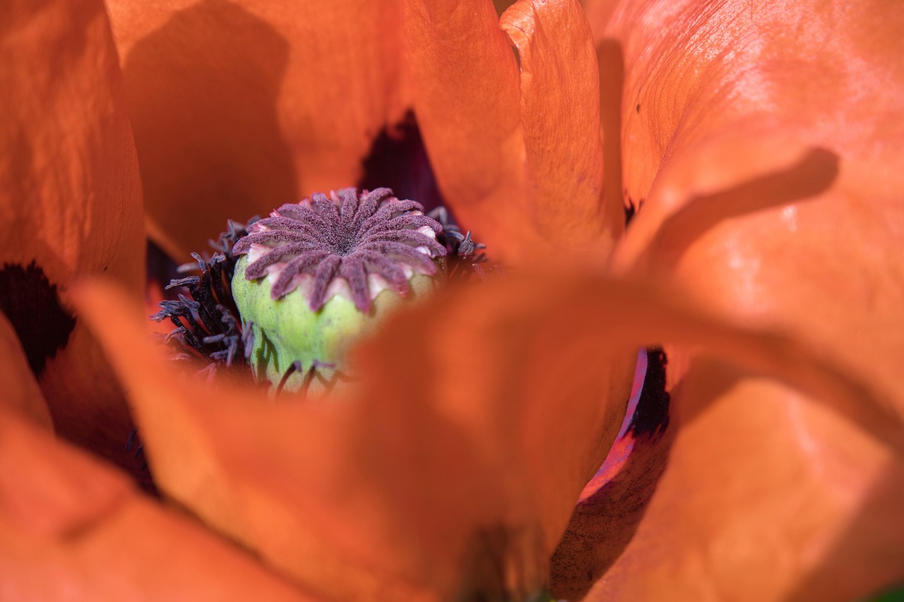 Poppy - free online jigsaw puzzle photo