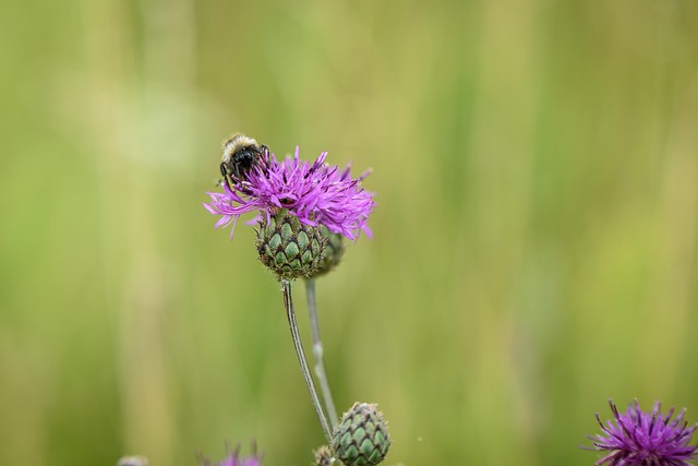 Free Flower Flower Background photo and picture