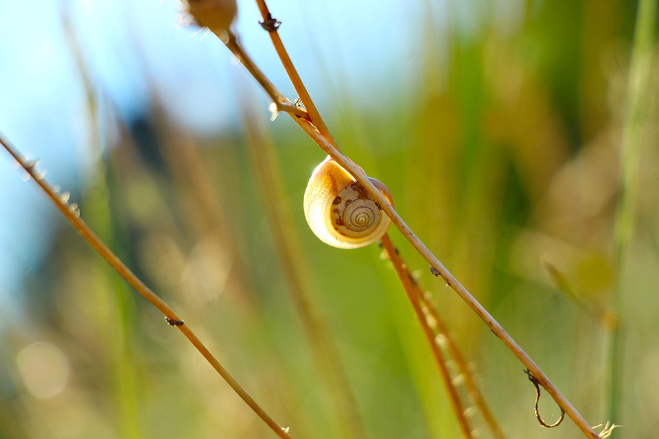 Snail Shell Mollusk Free photo on Pixabay Pixabay