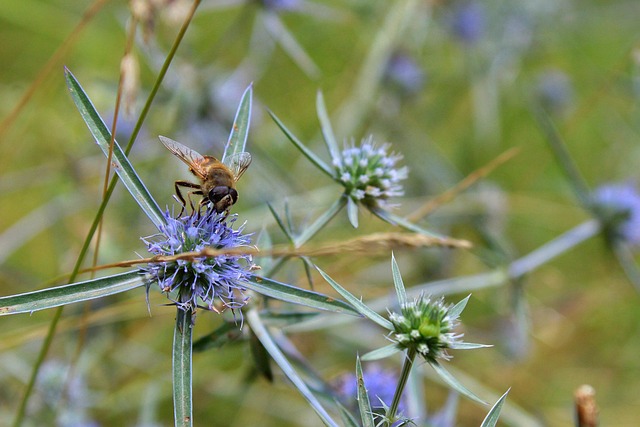 Inseto, Fundo Flor, Abelha, Entomologia