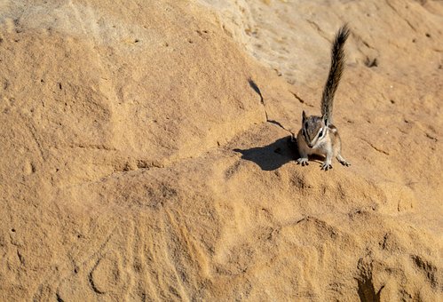 Tier, Tierwelt, Streifenhörnchen