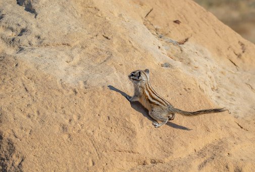 Tier, Tierwelt, Streifenhörnchen