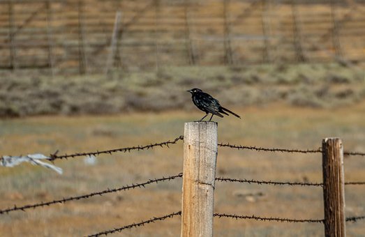 Tier, Natur, Vogel, Federn, Zaun