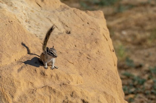 Nagetier, Streifenhörnchen, Säugetier