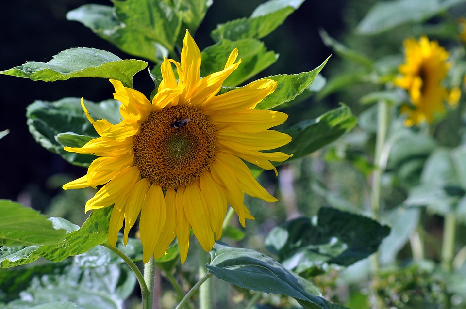 sunflower-7361109_960_720.jpg