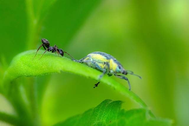 Nettle Weevil Insects Ant - Free photo on Pixabay